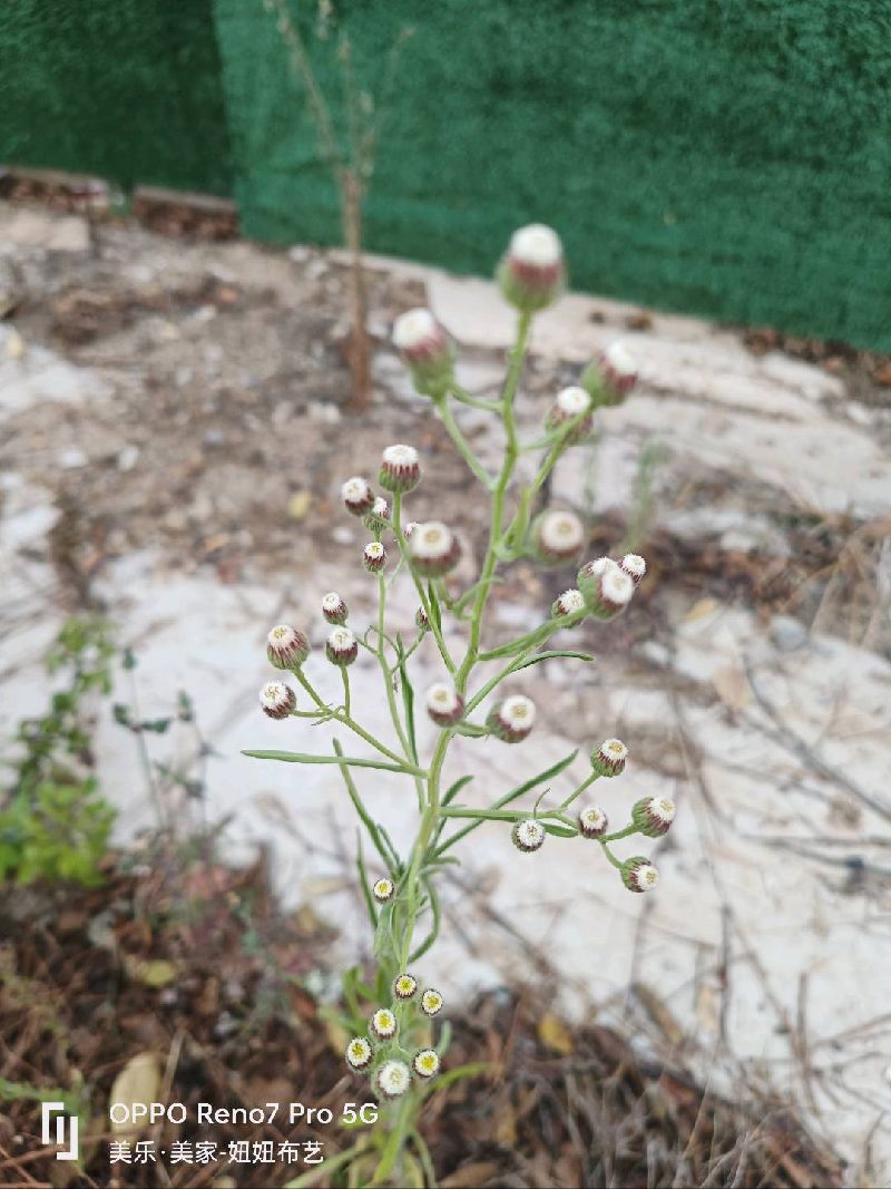 香丝草