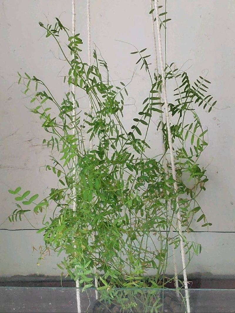 小巢菜