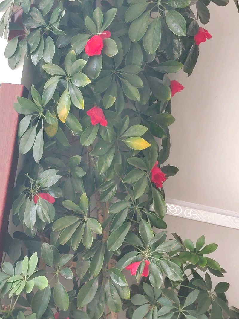 鹅掌柴