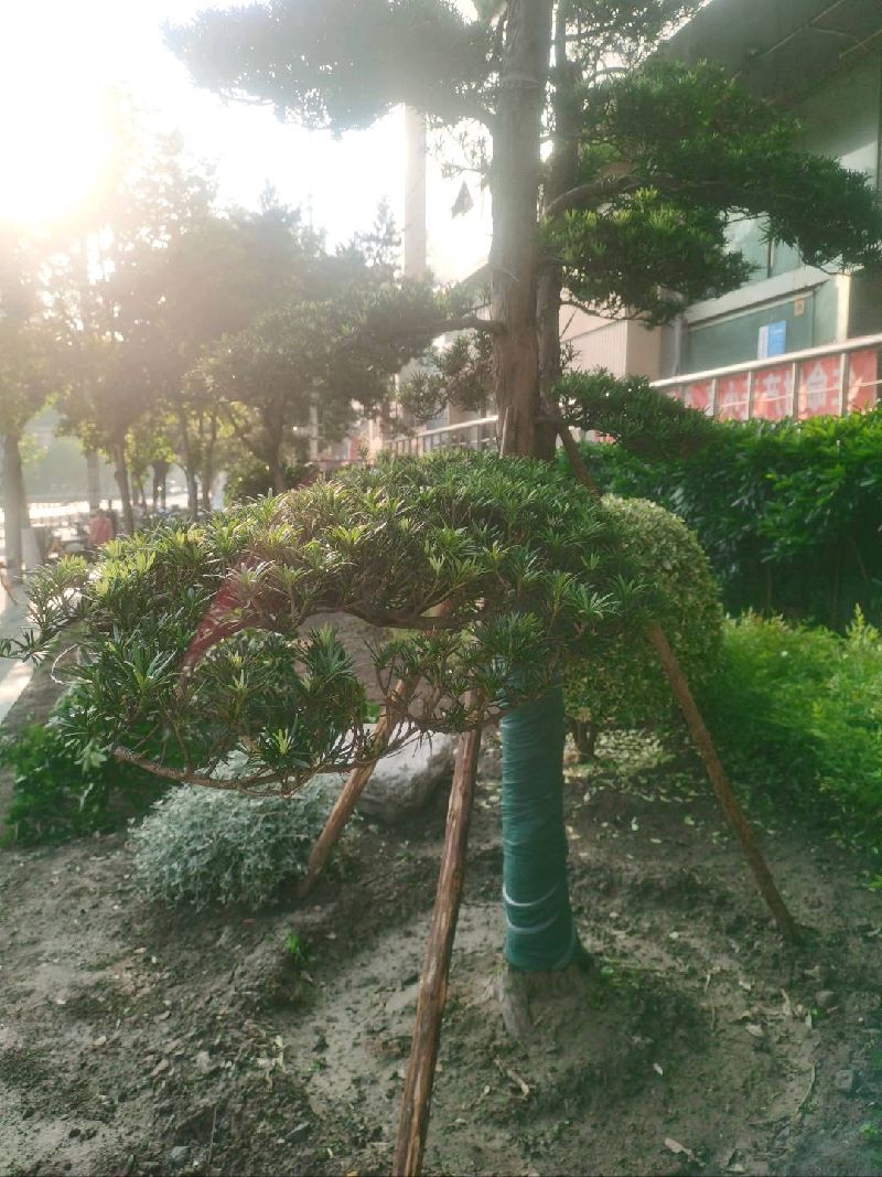 罗汉松