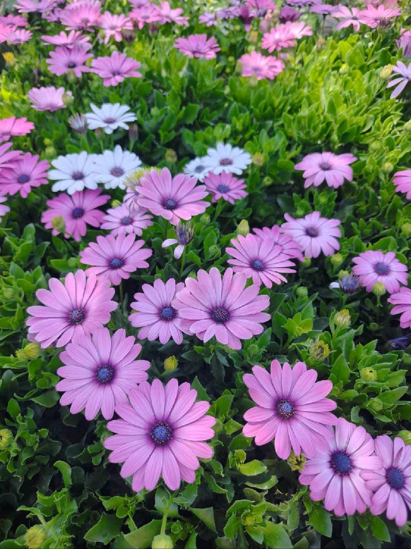 瓜叶菊