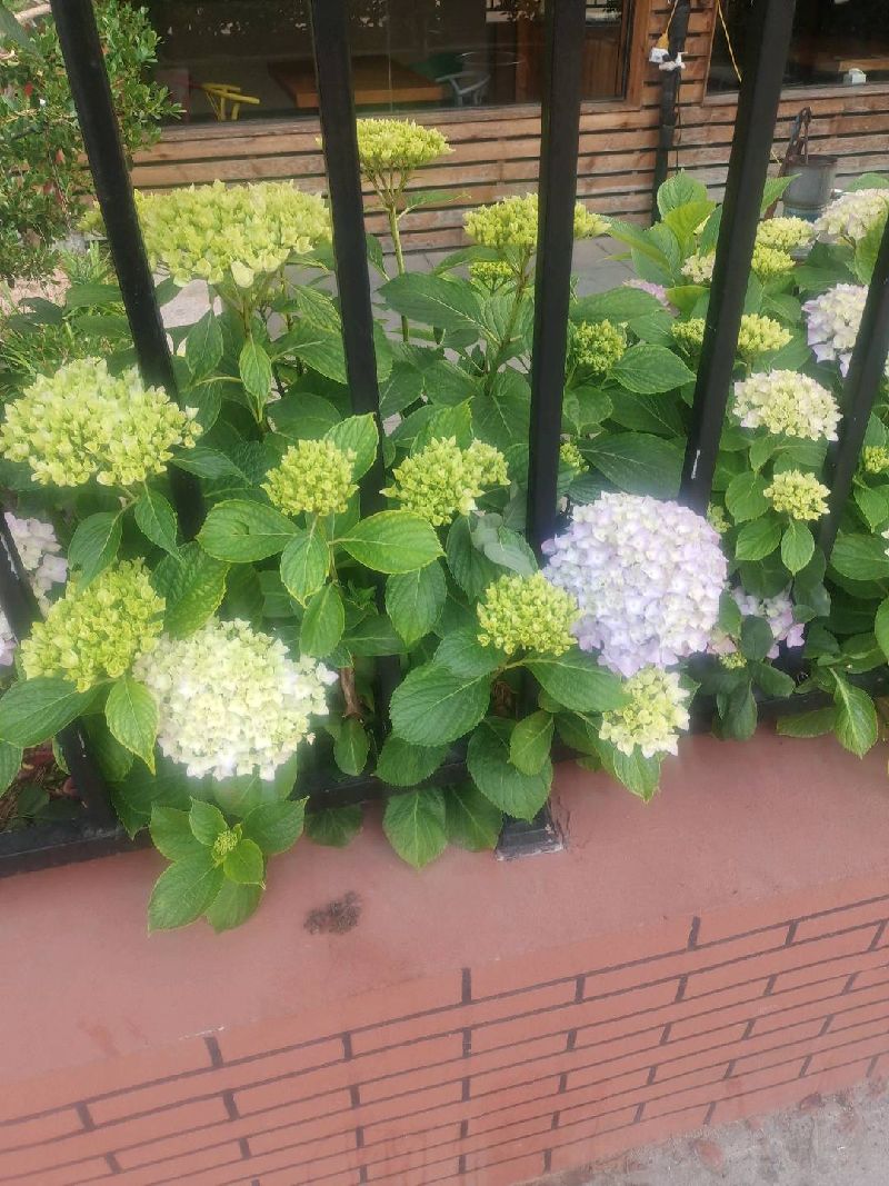 绣球花