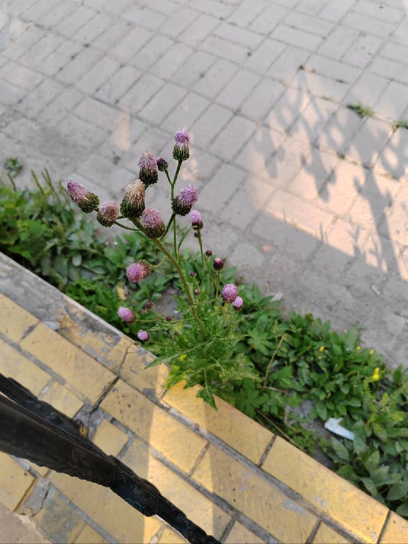 泥胡菜