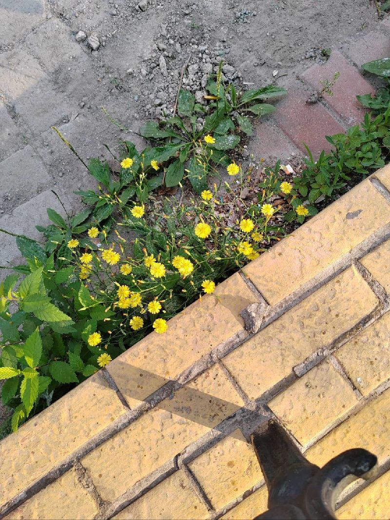 苦荬菜