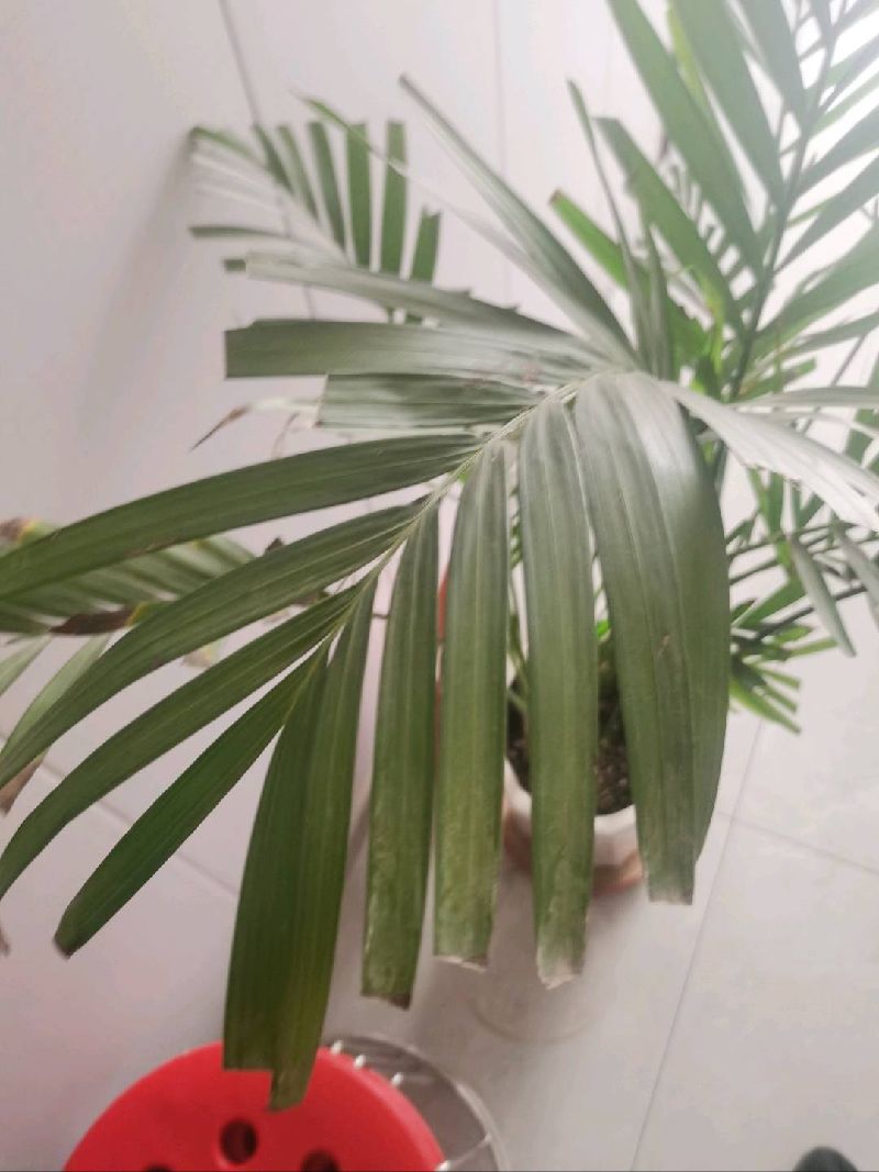 散尾葵