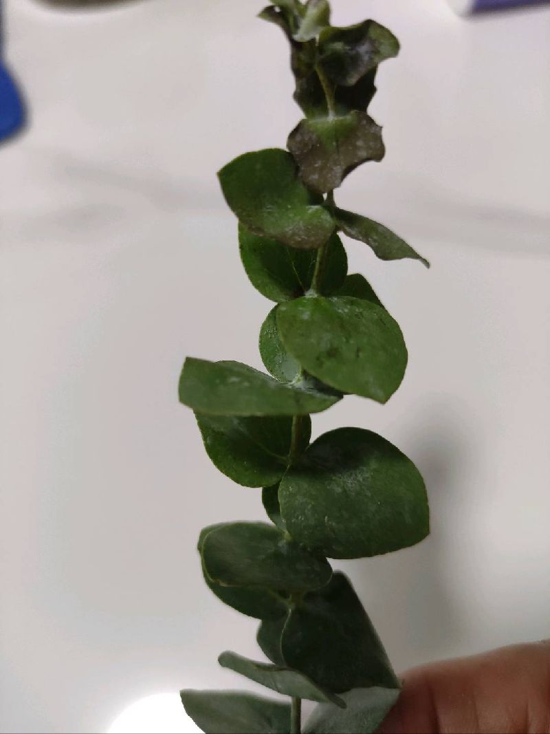 蔓九节