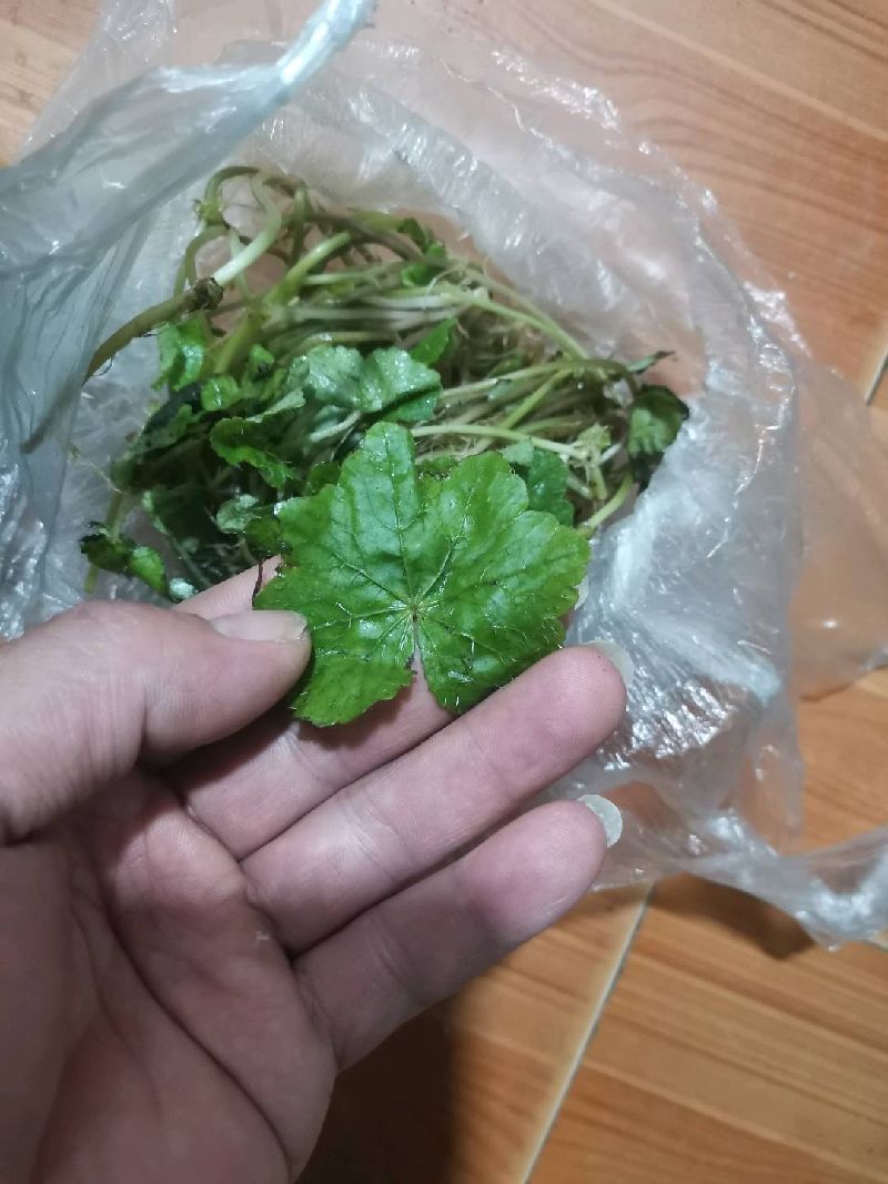 红马蹄草