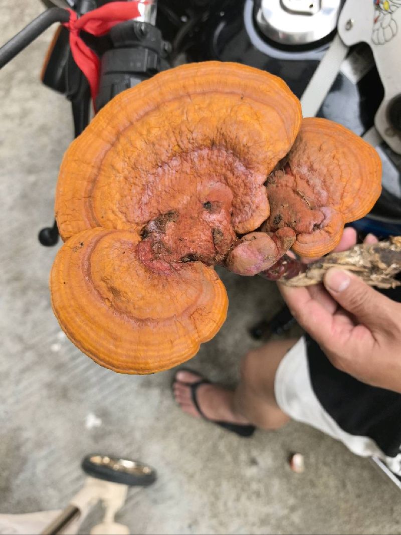 灵芝