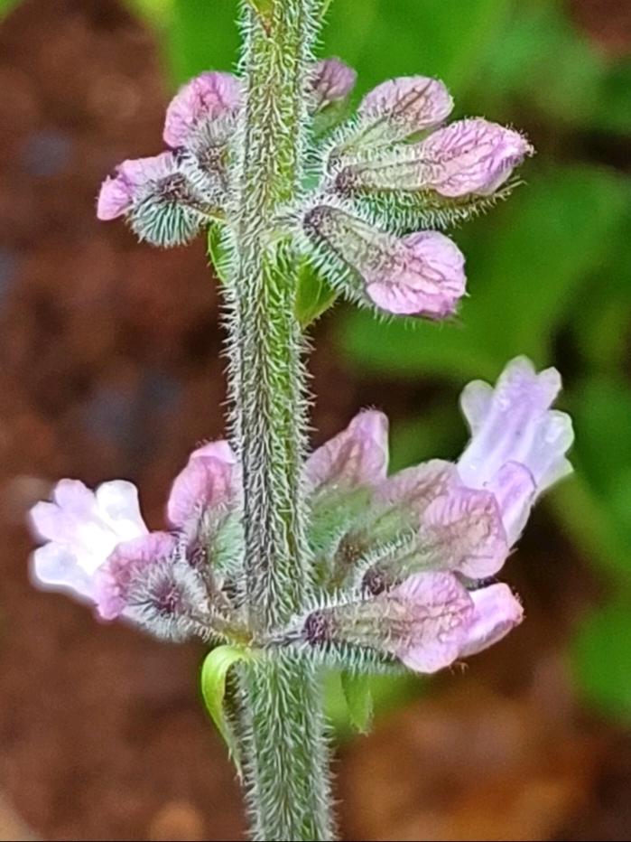 鼠尾草