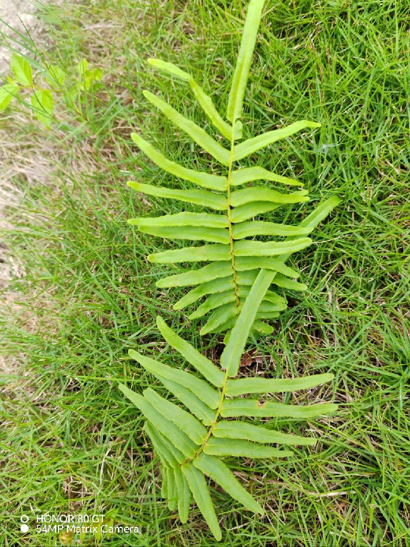 蜈蚣草