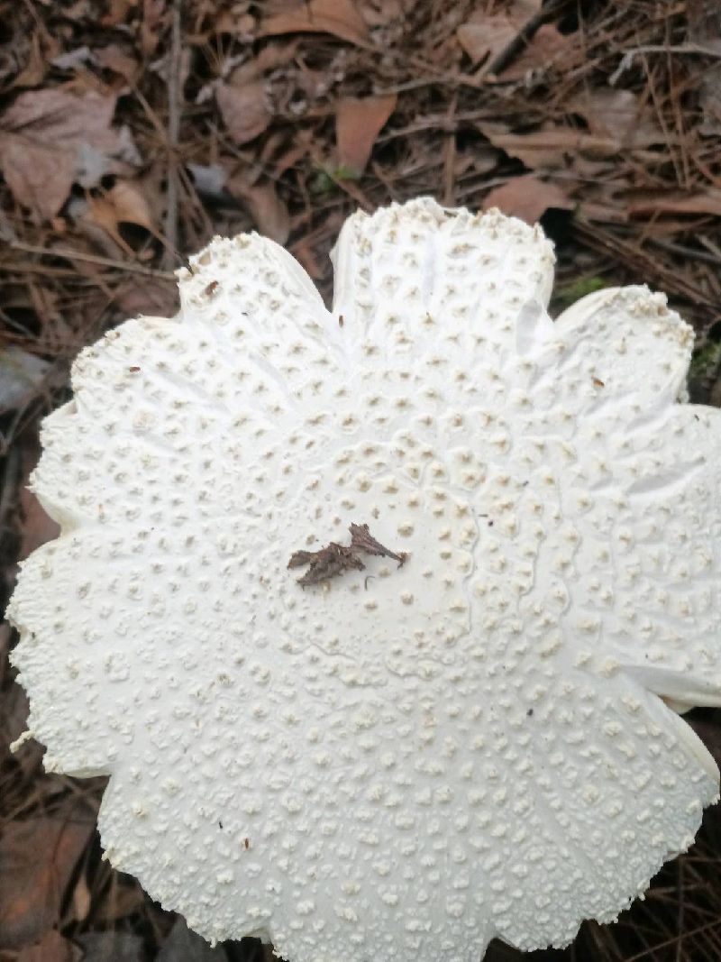 蘑菇
