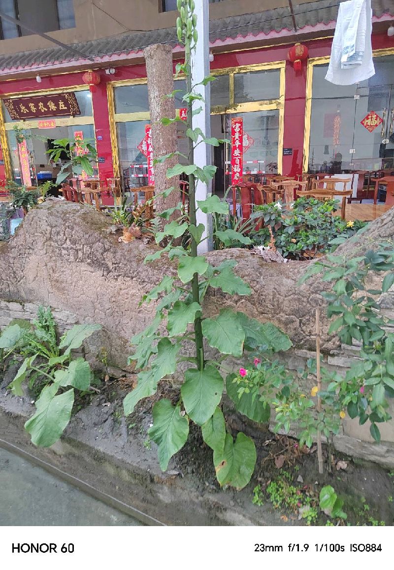 蜀葵