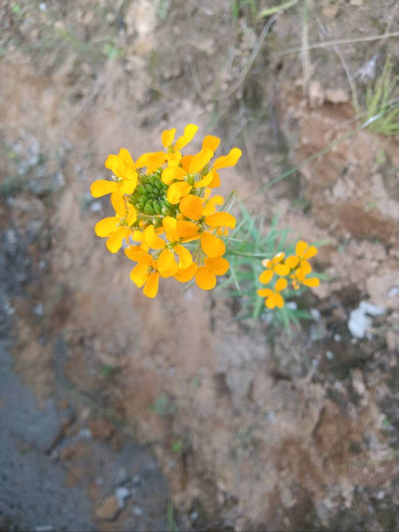 糖芥