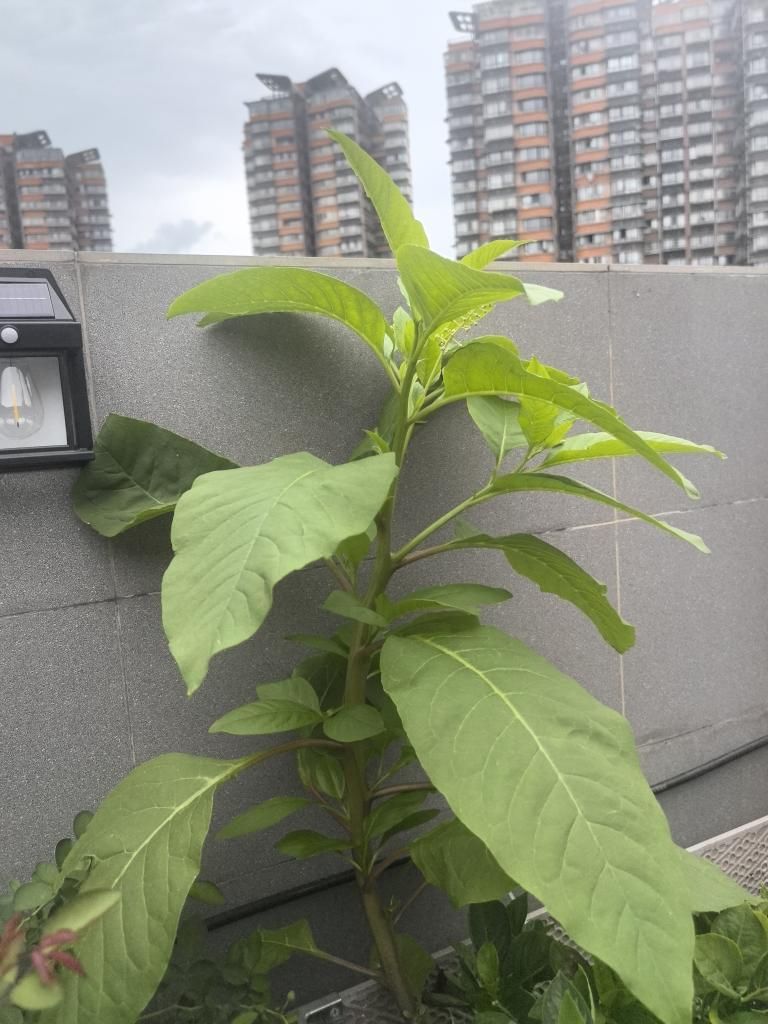 商陆