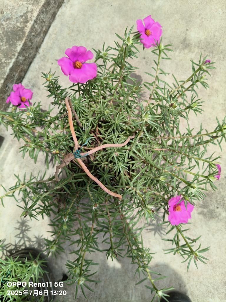 大花马齿苋