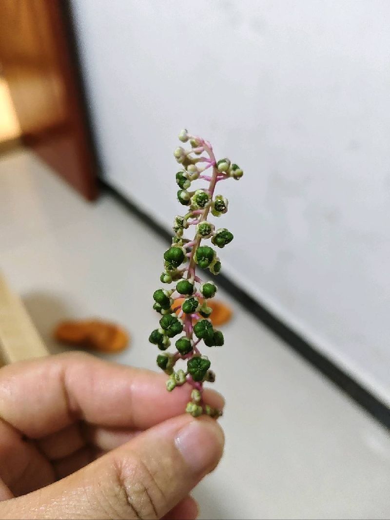 垂序商陆