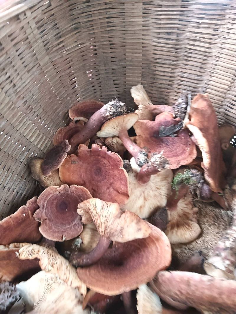 蘑菇