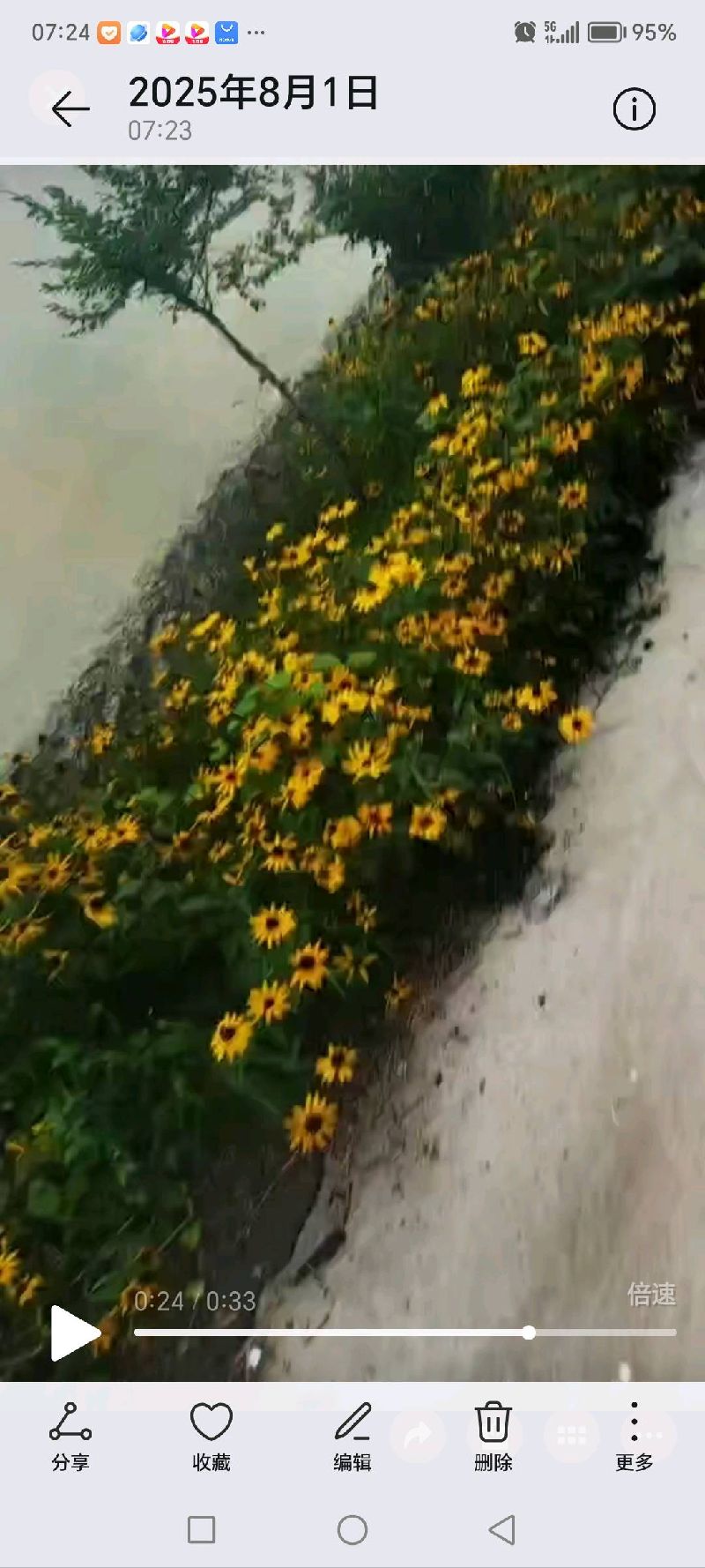 黑心金光菊