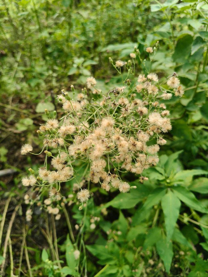 小蓬草