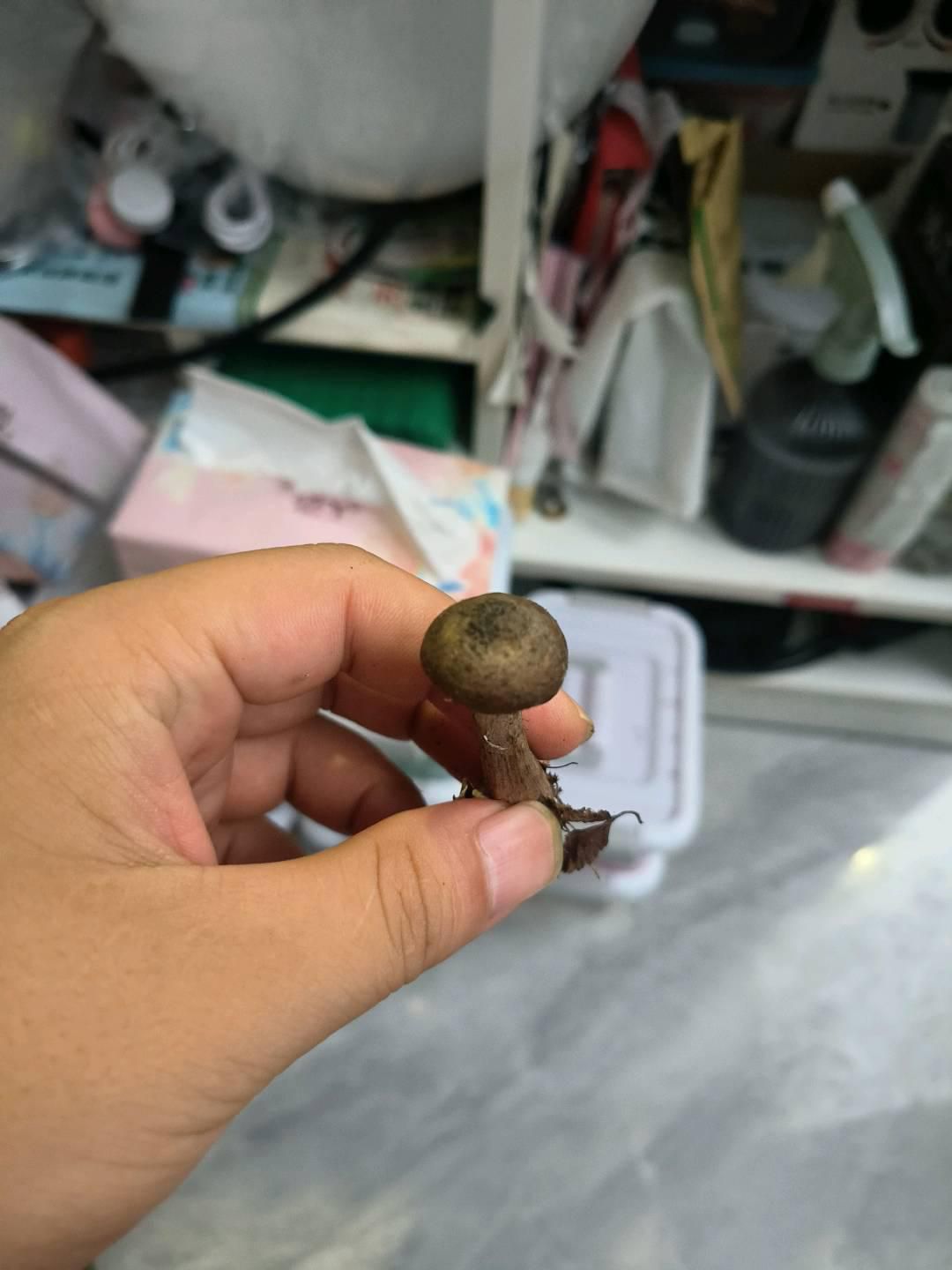 龙眼