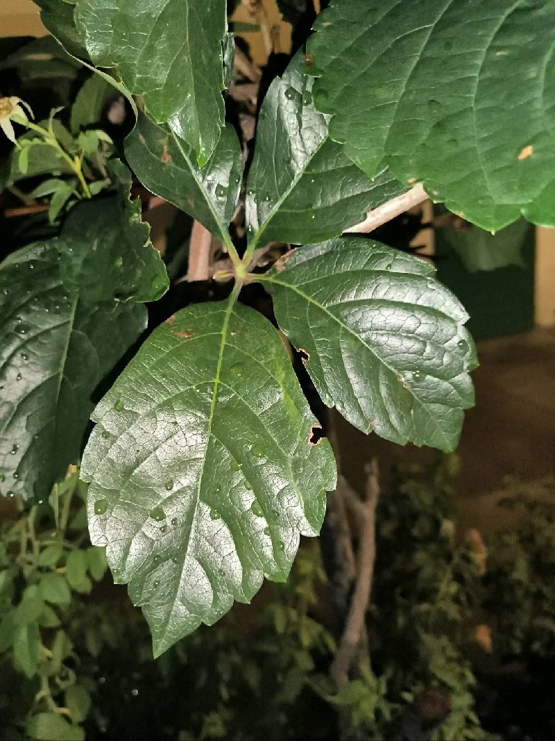 地锦