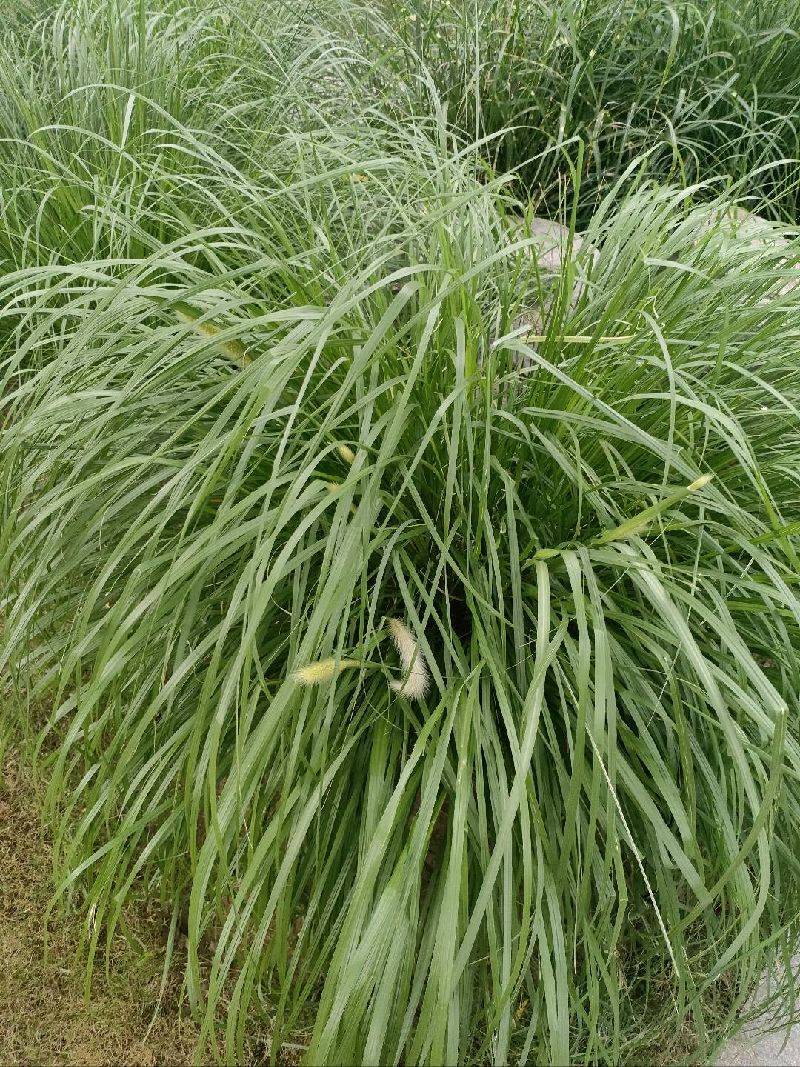 狼尾草