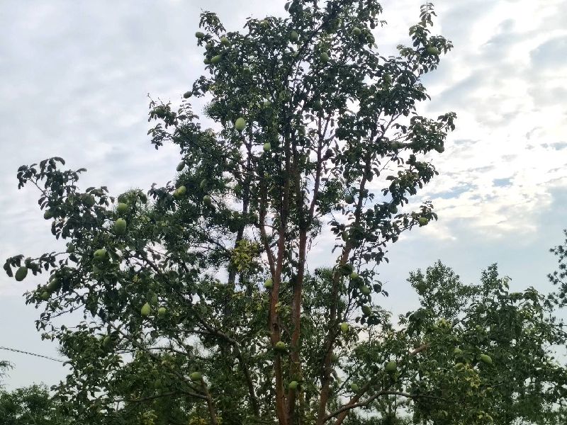 木瓜
