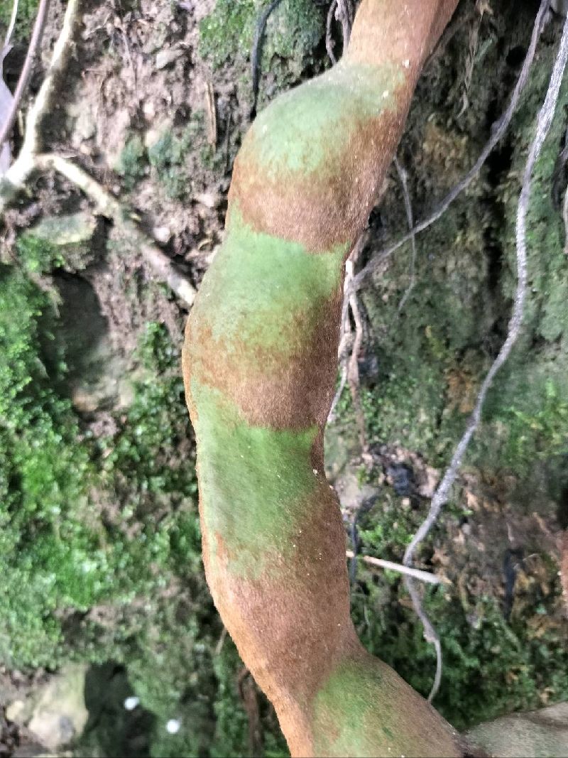 疏花蛇菰