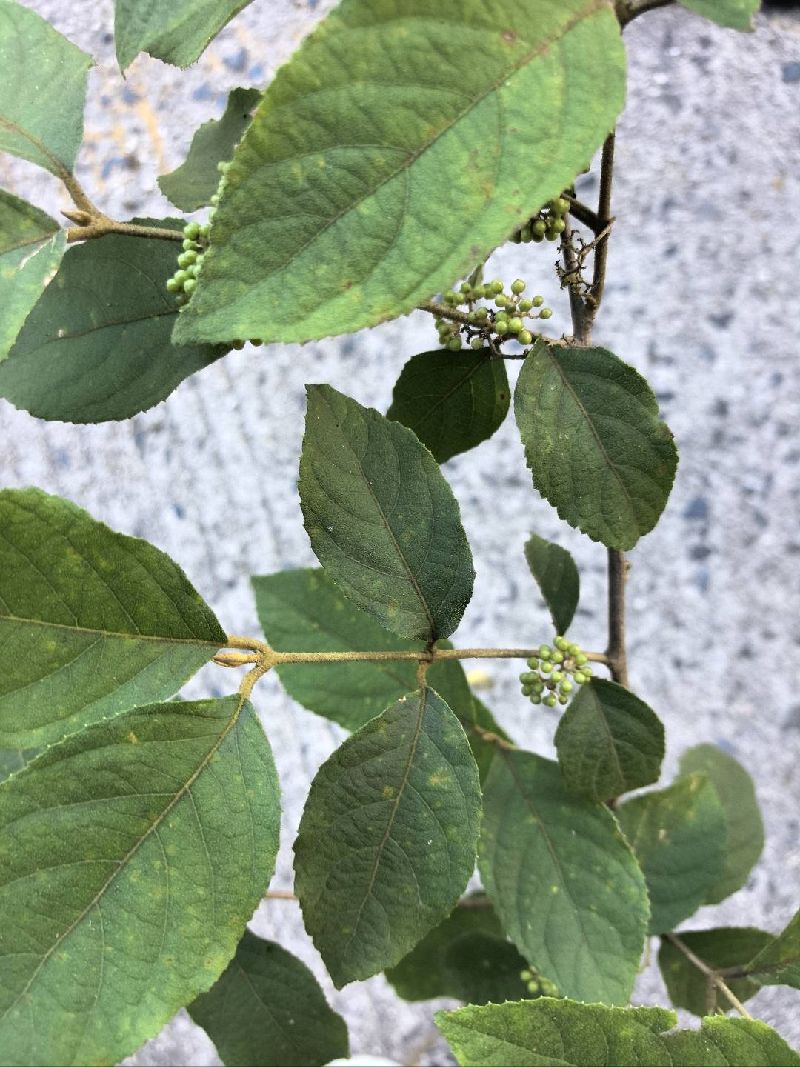紫珠