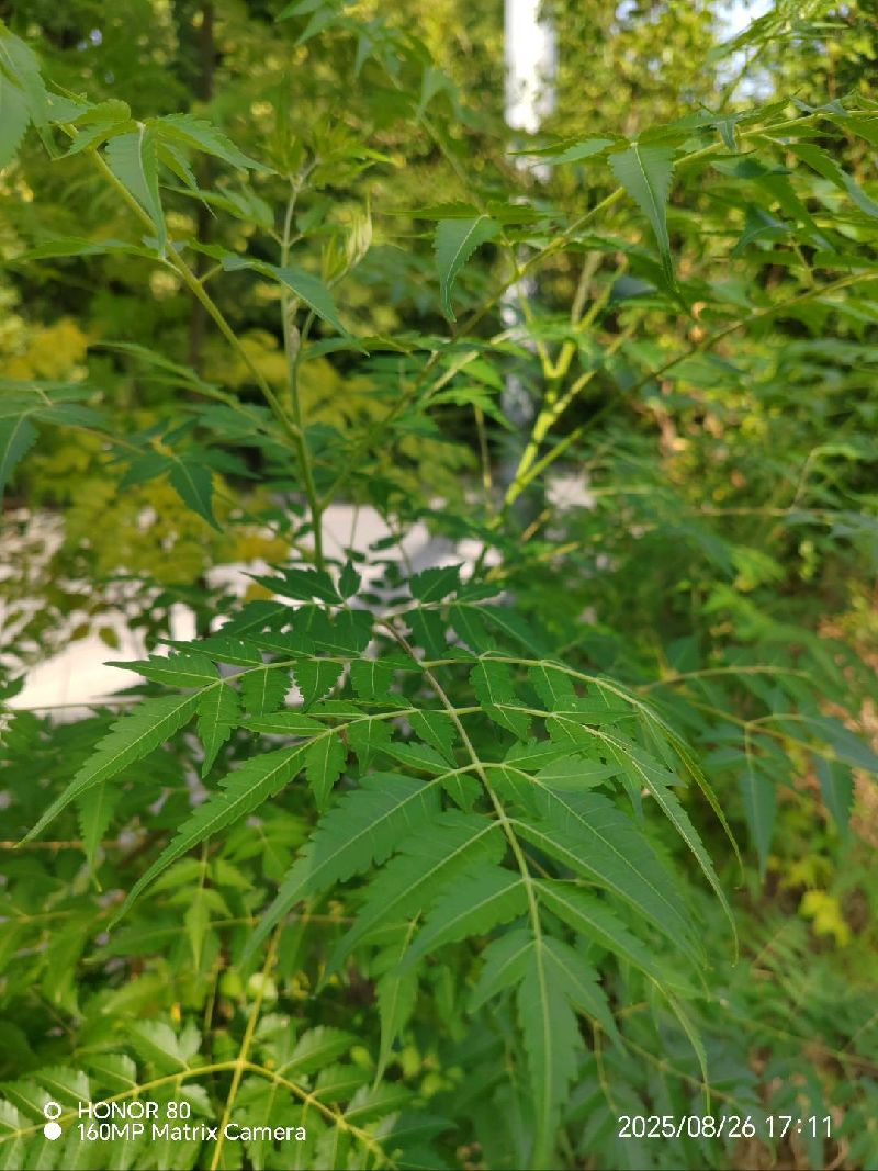 楝
