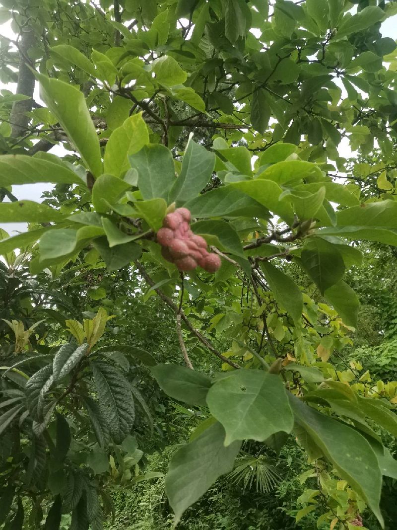 玉兰