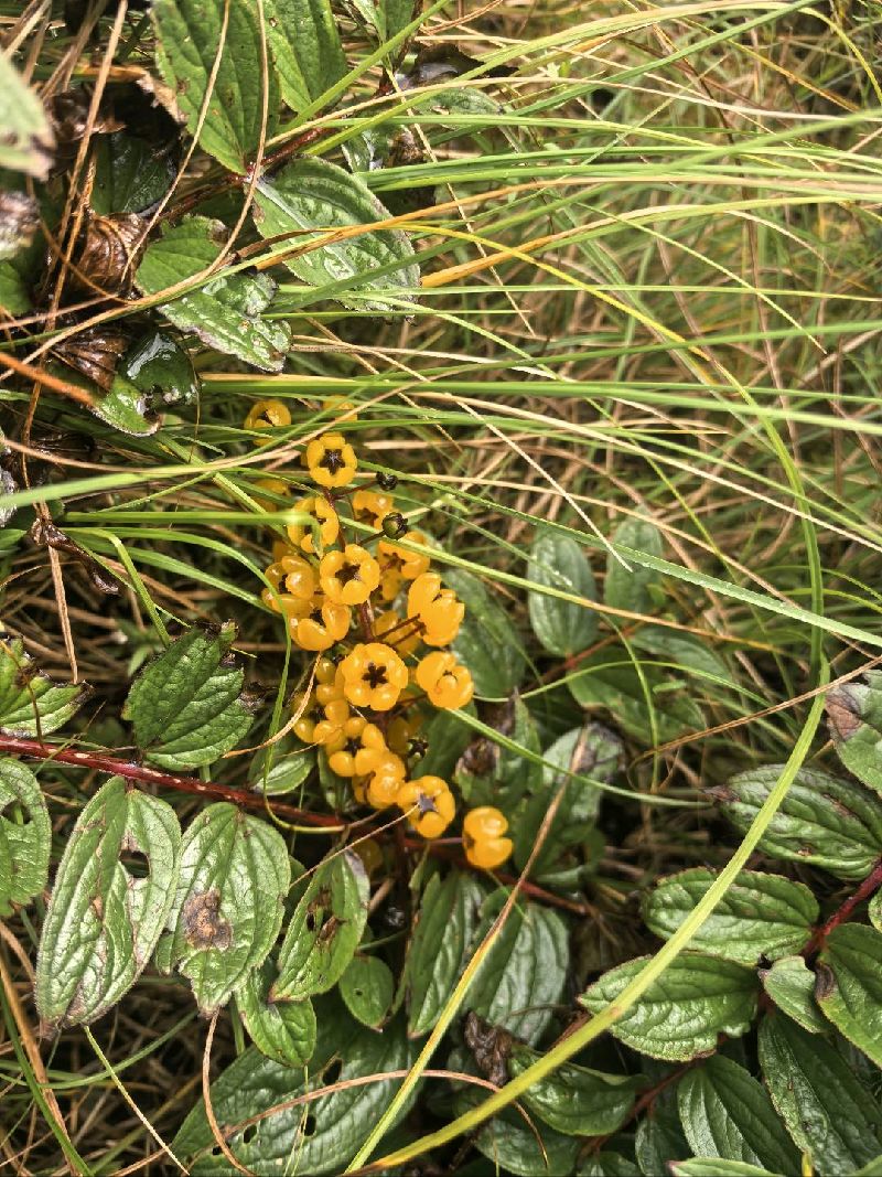 花楸