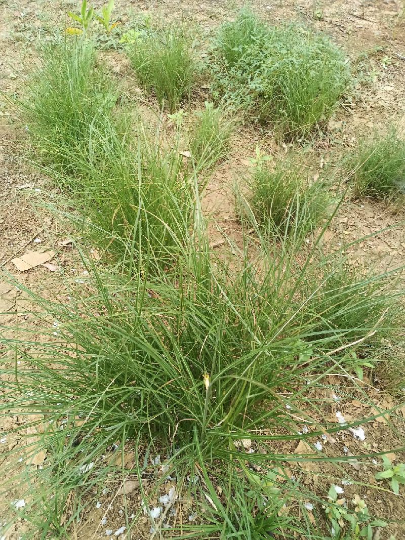 牛筋草