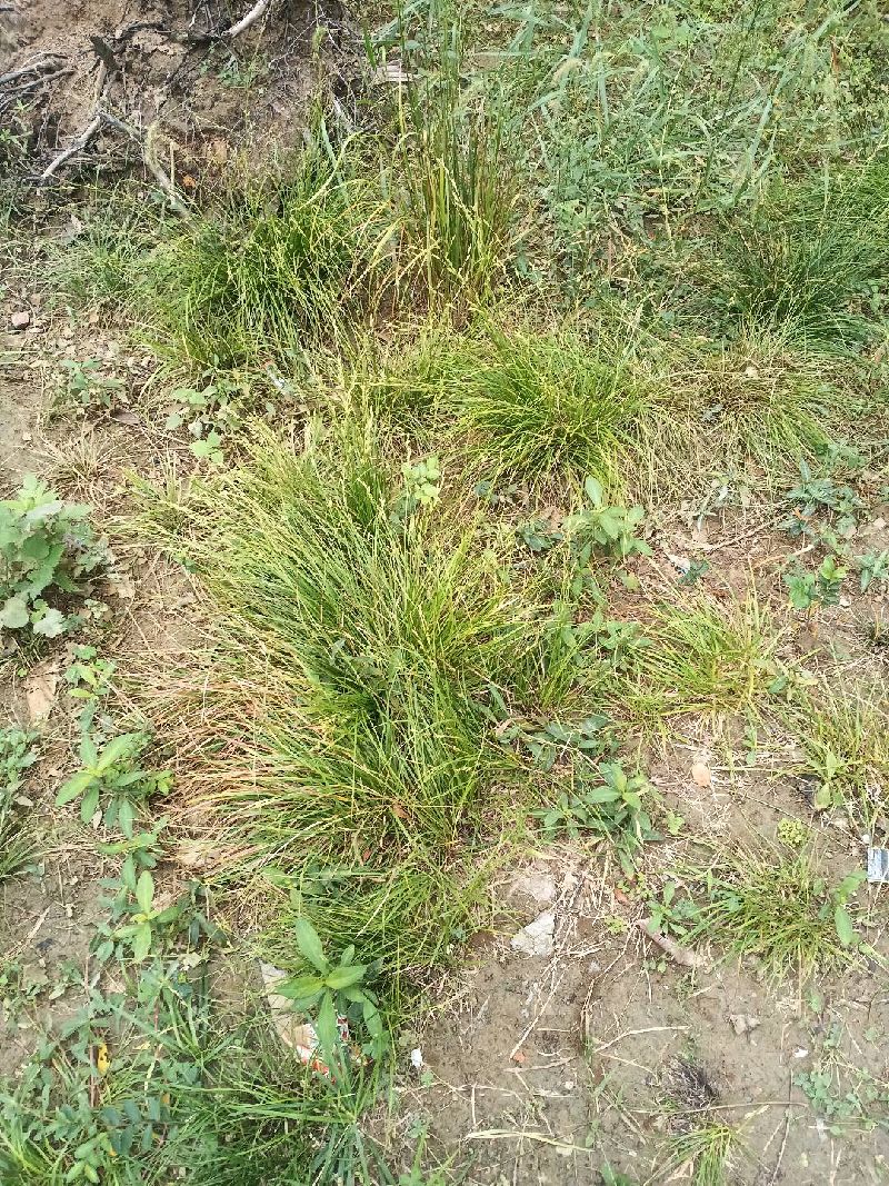 黑麦草