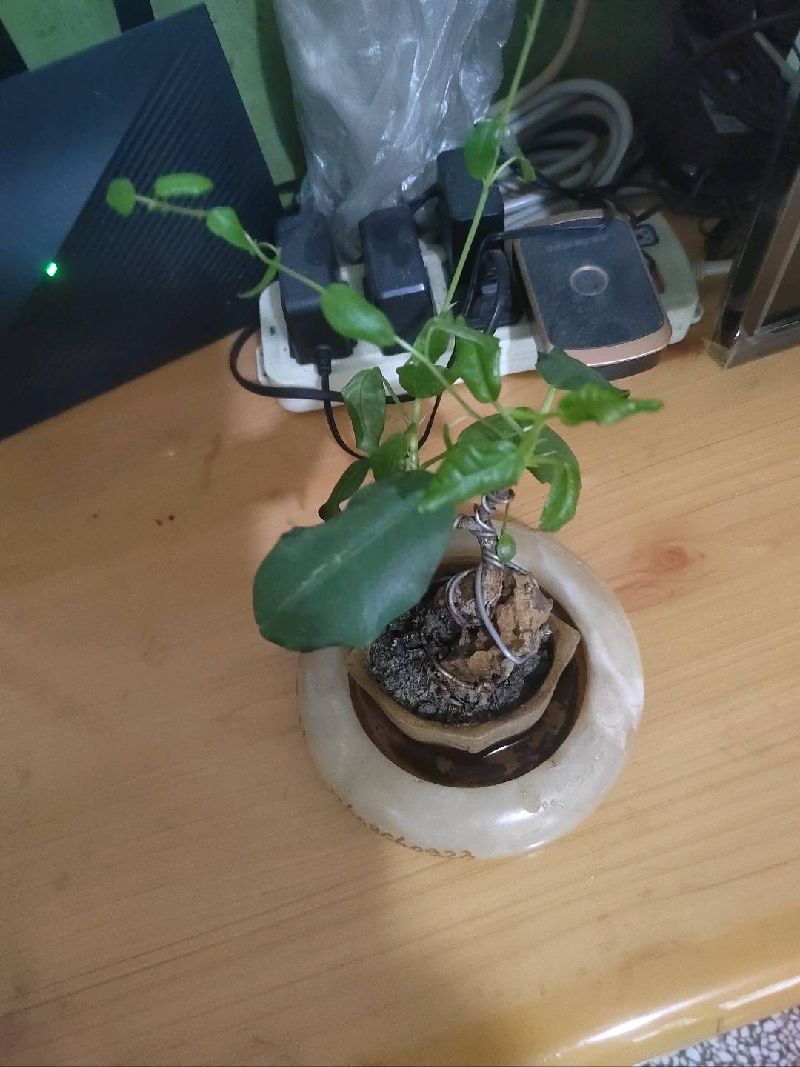 昙花