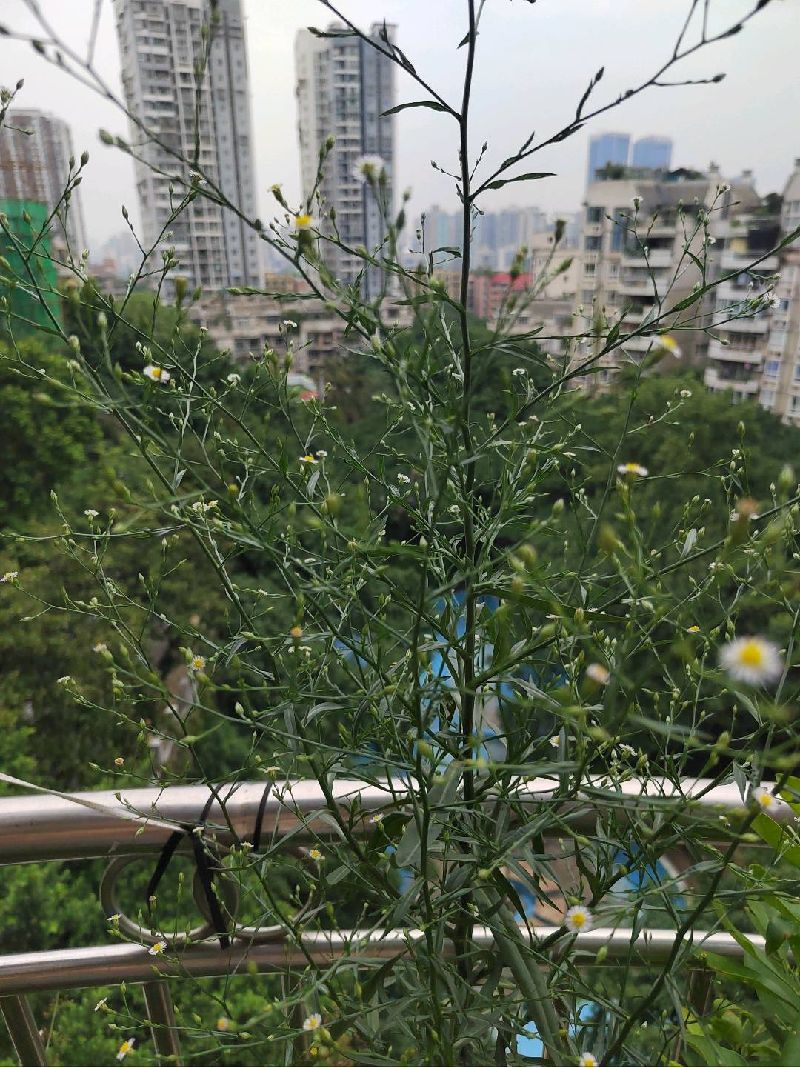 钻叶紫菀