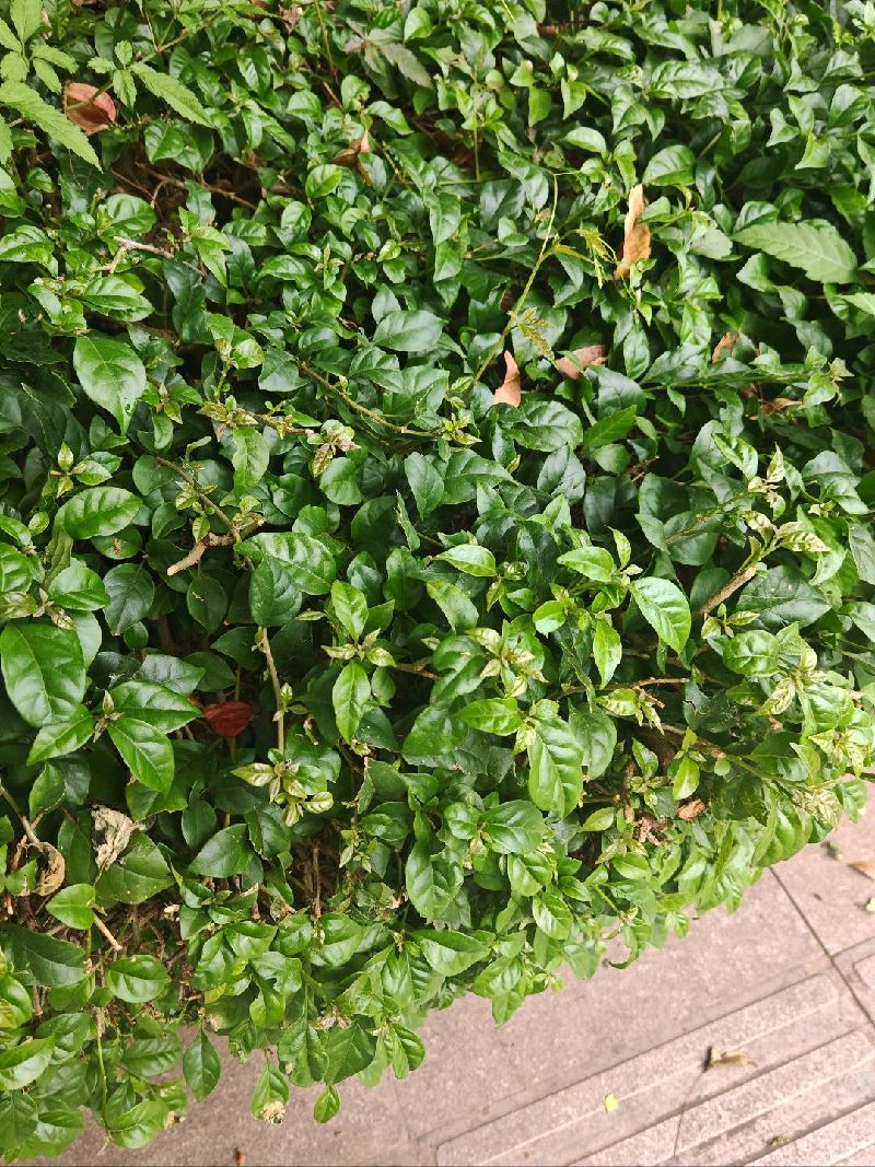 叶子花