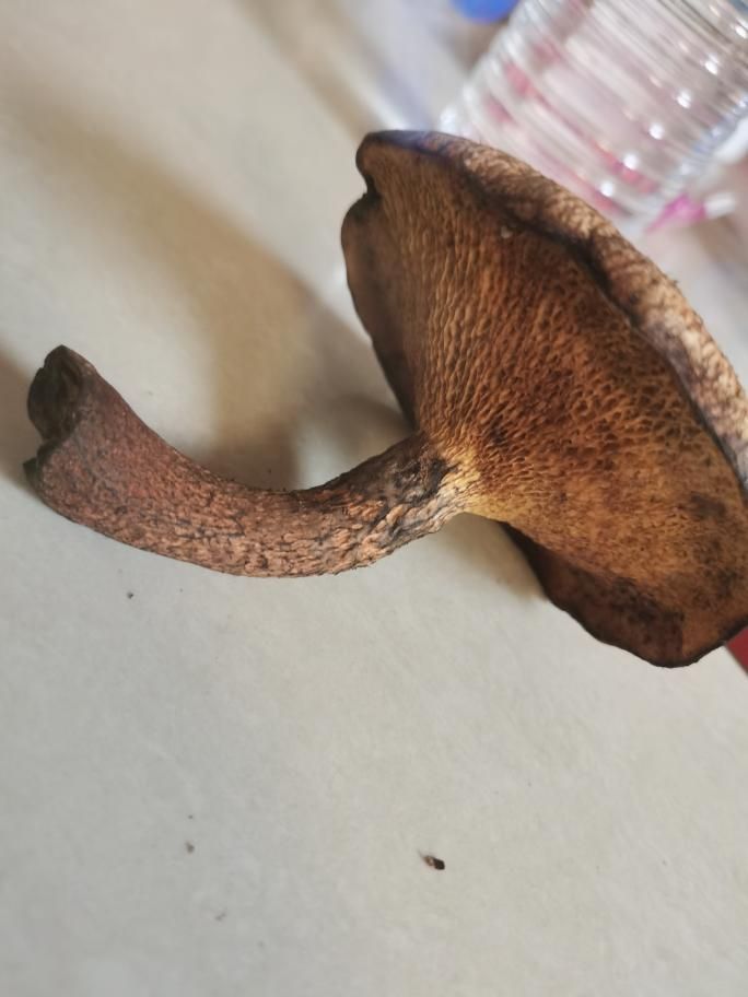 酸豆