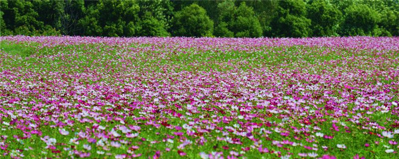 格桑花